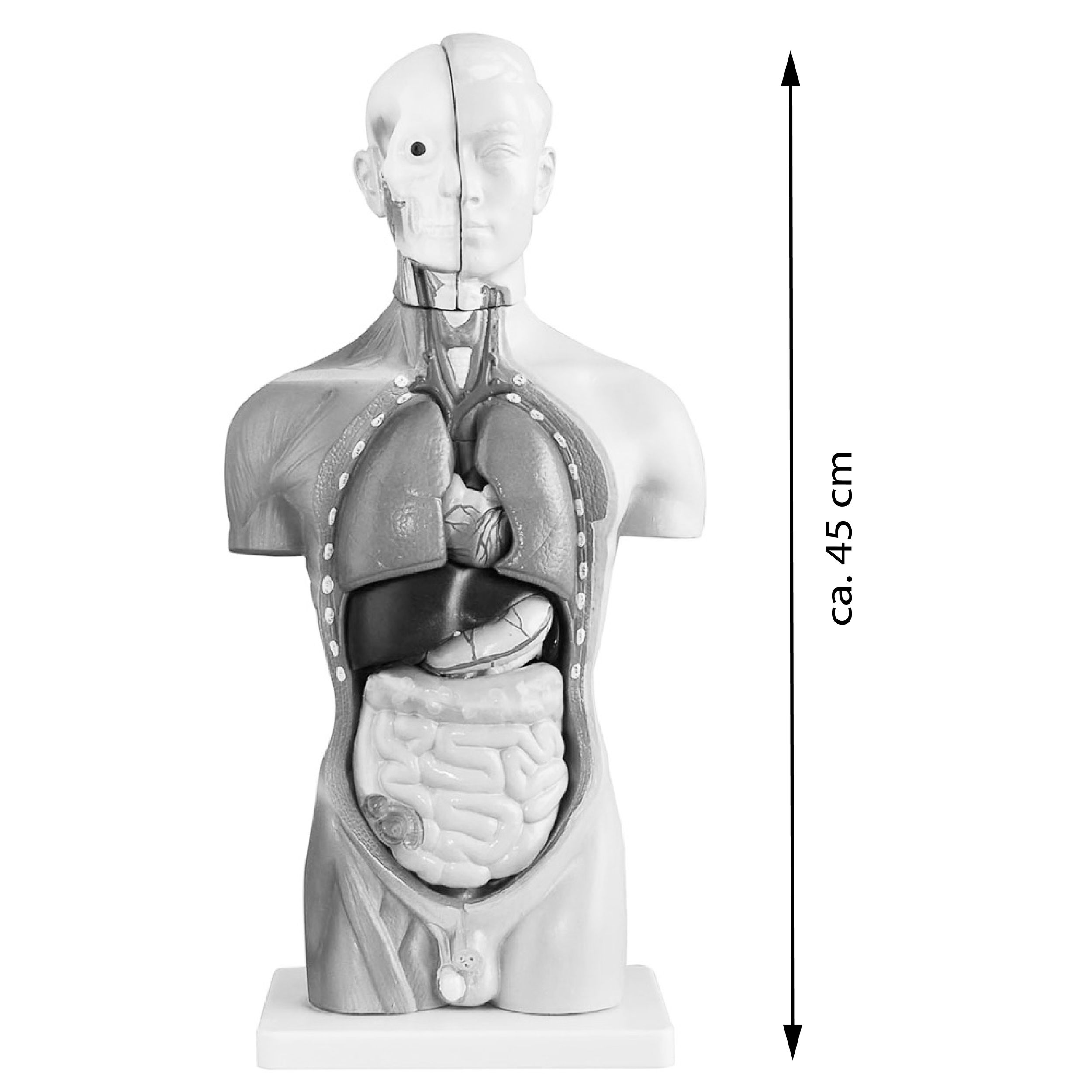 Torse Anatomie Anatomie Corps Modèle Anatomique Torse Poupée avec
