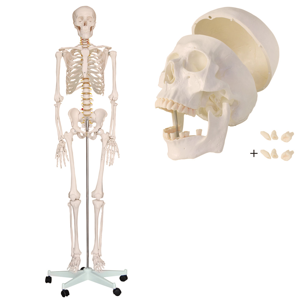 Bundle Life Size Human Skeleton 180cm With Stand Rack Holder A01 Ceres Webshop