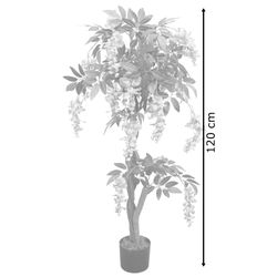 bonsai lime tree Lime Bonsai Tree Seeds - 20 Seeds