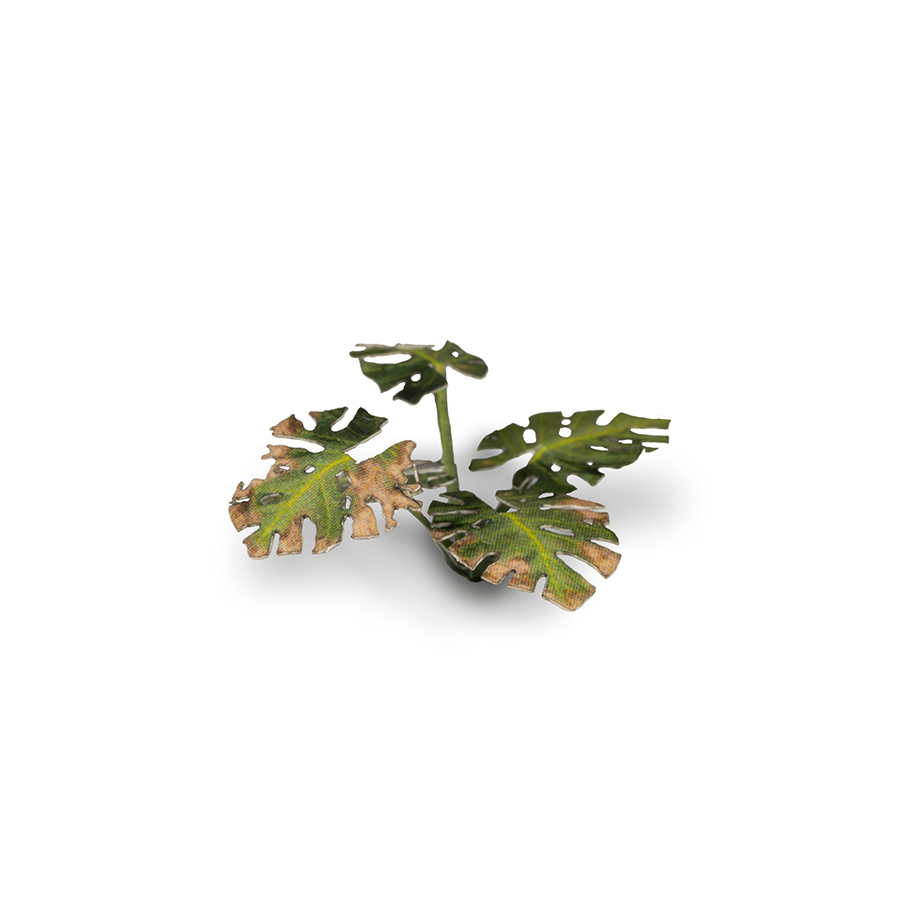 orange princess philodendron Philodendron Orange Princess / sp. 'Sunspot' variegated 2.5
