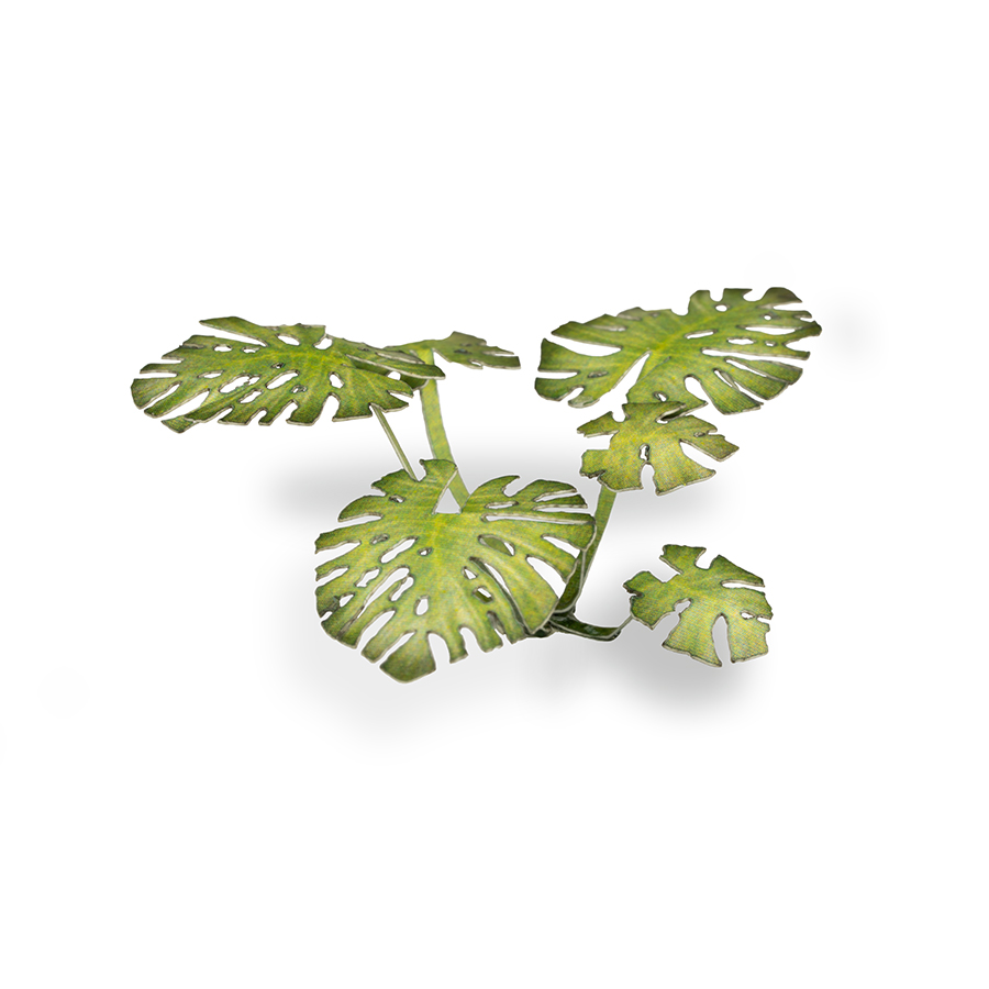 philodendron micans kaufen Philodendron 'Micans' 4in