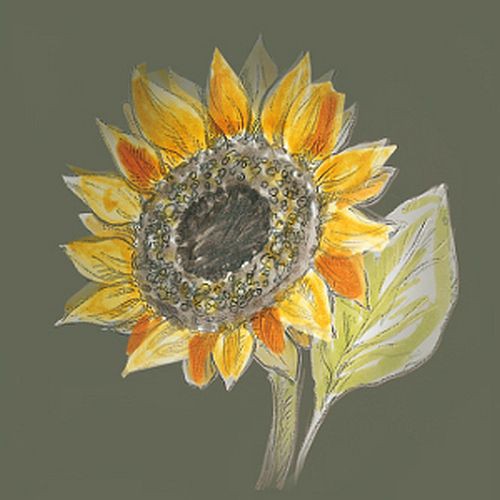 SONNENBLUMENKERN-Presskuchen aus der oberbayrischen O.E.L. Goldmühle