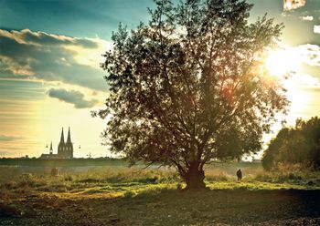 Get Baum sprueche lustig For iPhone Baum Sprueche Lustig