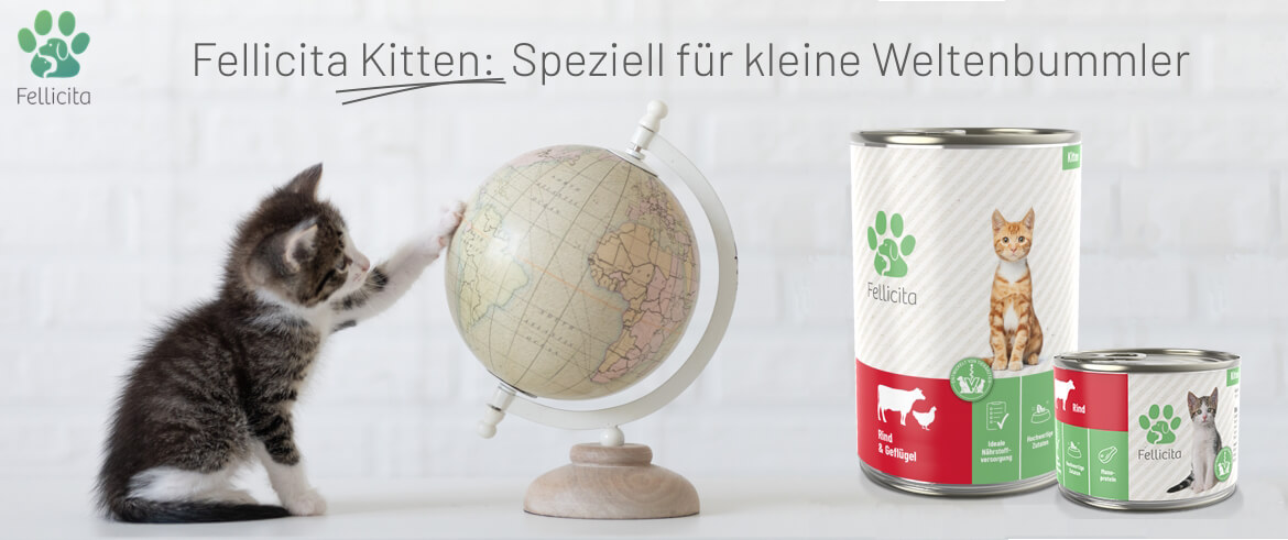 Kitten spielt mit Globus Weltenbummler Fellicita Futter für Katzenwelpen, Dose groß und klein