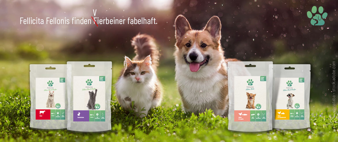 Hund