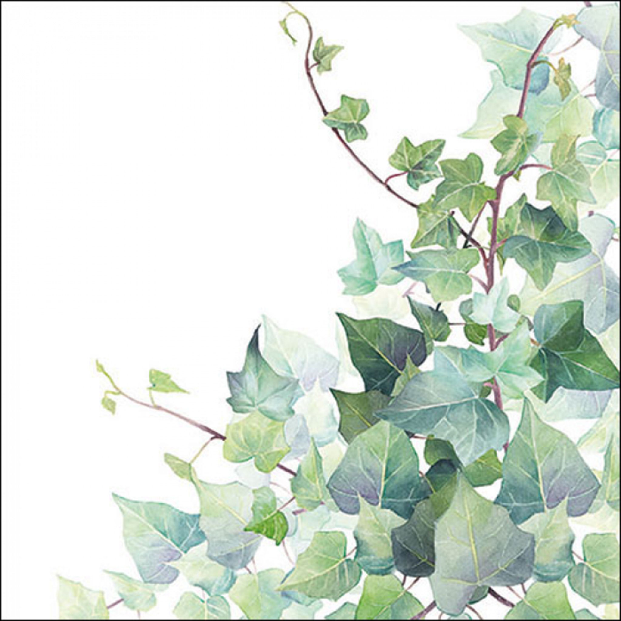 Servietten Papier 33x33cm 3-lagig mit Efeu Motiv in Aquarell 20 Stck, |  Kreativmarkt Butterfly