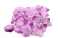 hell lila / hell Orchidee 435