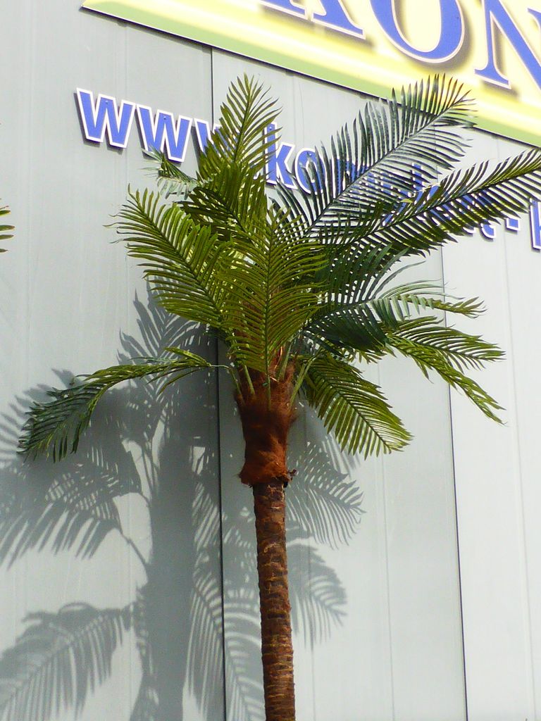 Palmenbaum Kokos Palme Knstliche Pflanze Kunstpflanze ca. 300cm | Komplett  Konzept