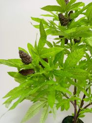 24919_3.jpg 24919_3.jpg