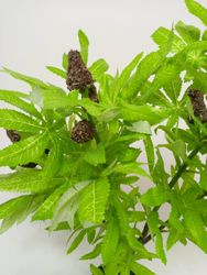 24919_5.jpg 24919_5.jpg