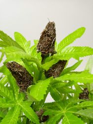 24919_6.jpg 24919_6.jpg