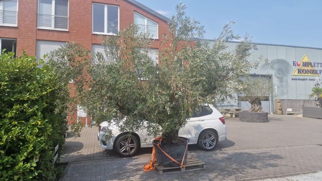 Olivenbaum Olea Europaea Lessini immergrün Baum 300-320 cm // Ø 410cm