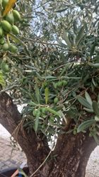 43210_4.jpeg 43210_4.jpeg