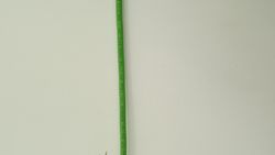 Bild 6 Industrie Signalkabel Sangel Desina 2m mit Stecker schwarz