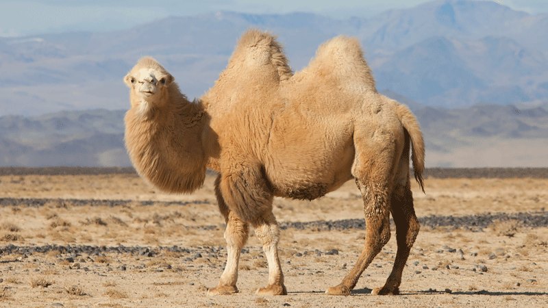 long haired camel