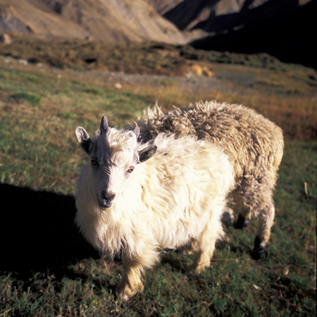 Cashmere