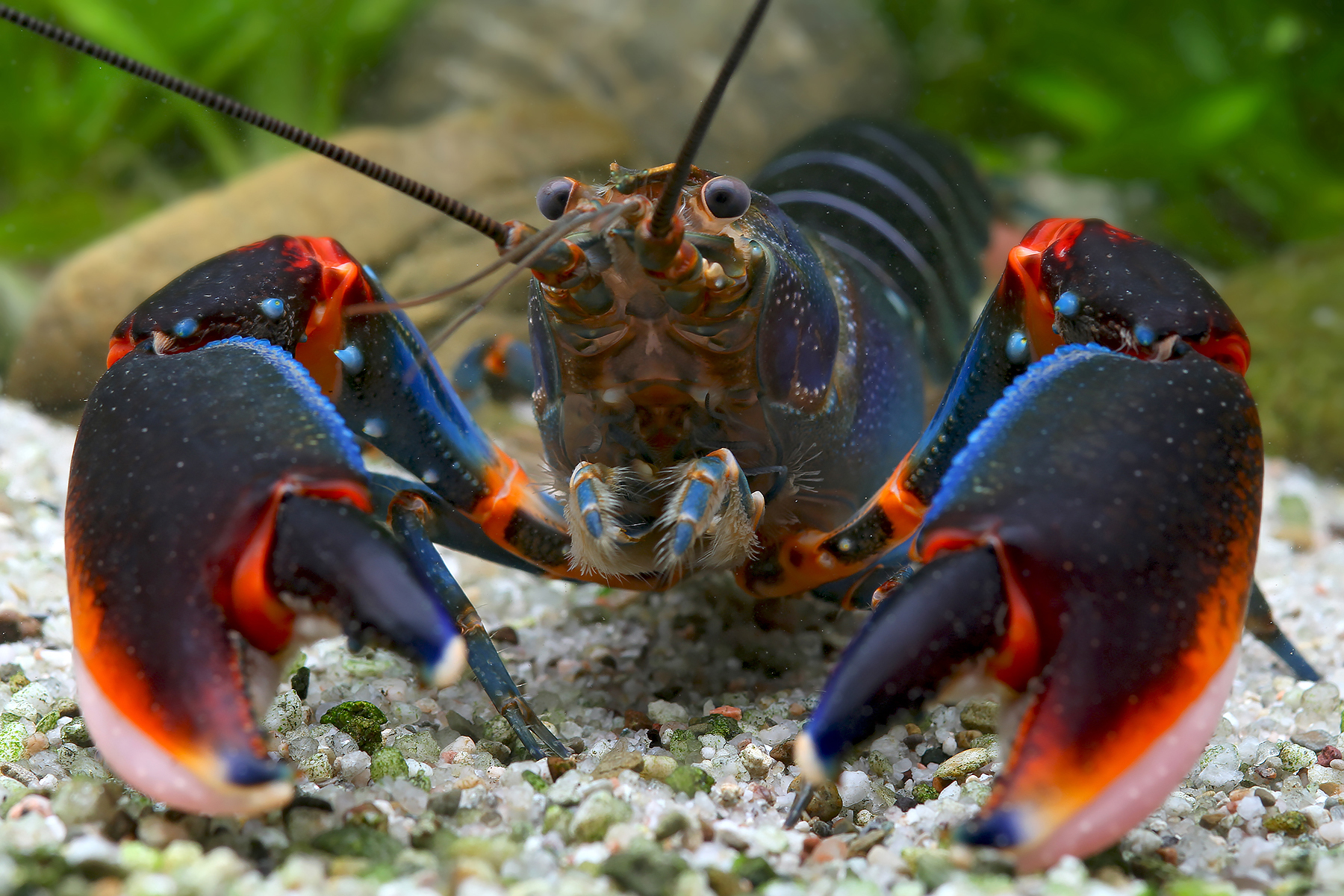  Fire Claw Tigerkrebs Cherax Peknyi Var Fire Claw Lebendfutter 