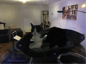 Katzenmatte Hängematte Katzen Relaxe für Fenster extra Stabil XXL