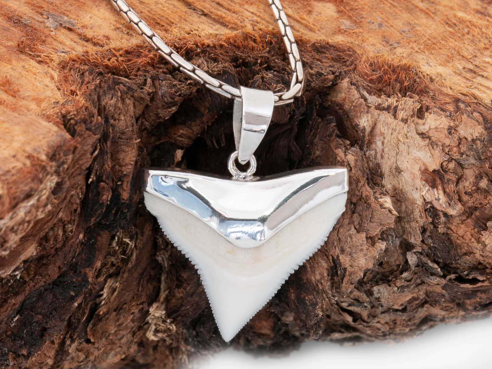 Shark Teeth Fossil Jewelry - Surfer Necklace With Box, Cool Beach Necklace For Men