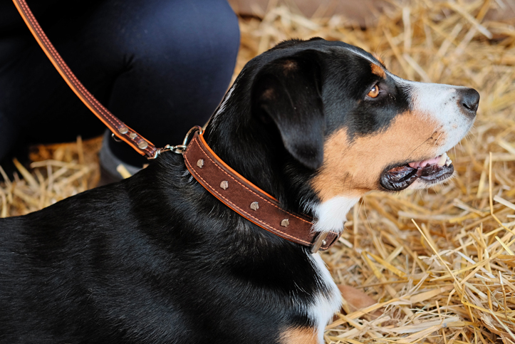 Für meinen Hund