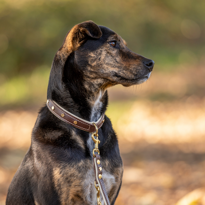Hundehalsband - Breite S (2,2 cm) | Le Cheval