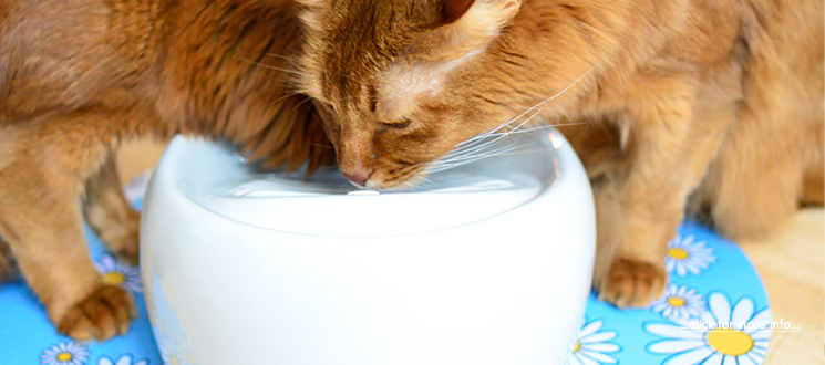 Lucky-Kitty Cat Drinking Fountain