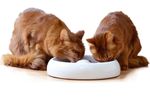 Lucky-Kitty Keramik Katzennapf XL (Ø 27cm) Lucky-Kitty Keramik Katzennapf XL (Ø 27cm)