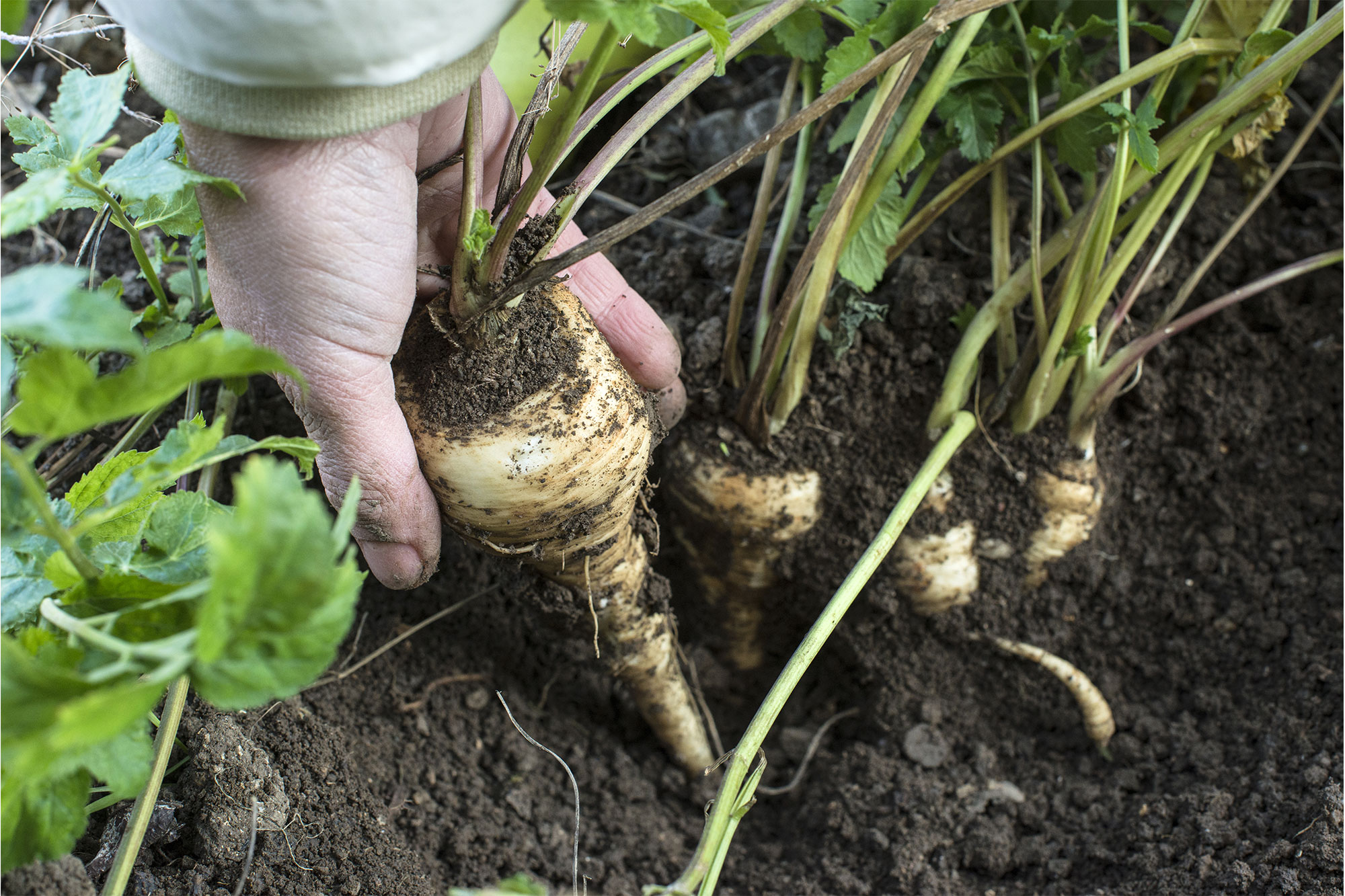 gartenarbeit dezember gemuese ernten