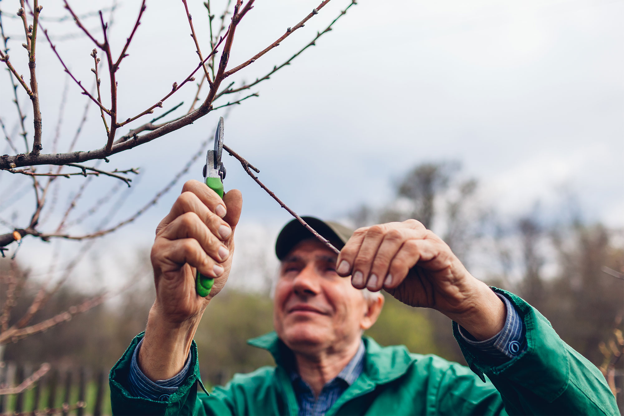 gartenarbeit dezember straeucher zurueckschneiden
