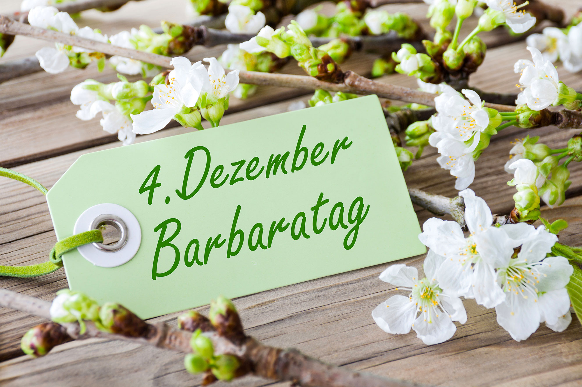 gartenkalender  dezember barbaratag