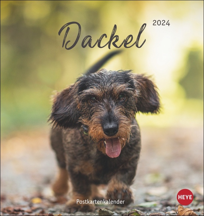 Dackel - Hunde Postkartenkalender 2024 der Kalender für Dackel Fans