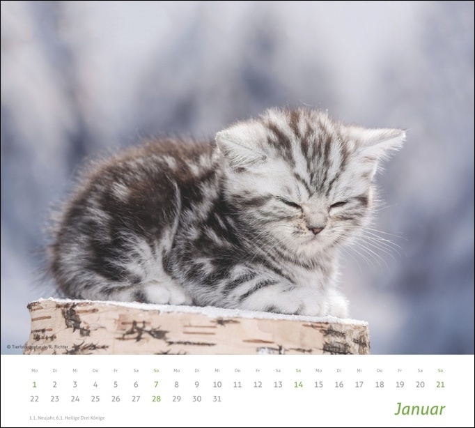 Bäume 2024, Wandkalender / Broschürenkalender Im Hochformat
