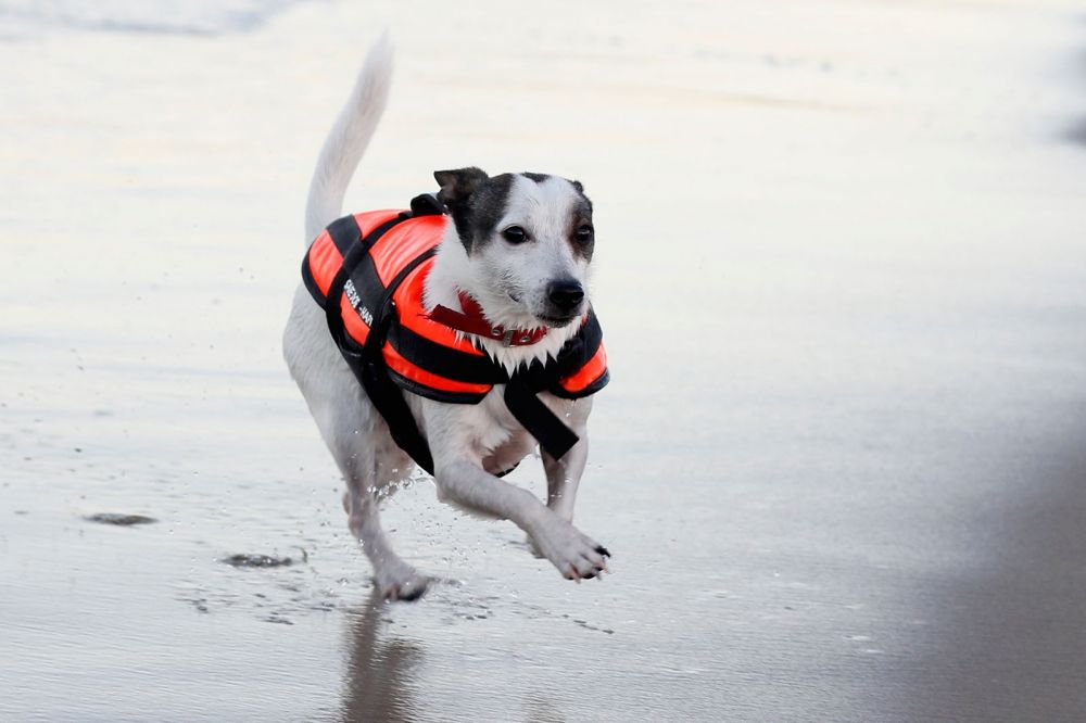 Happy Dog Hundeschwimmweste Ansicht 2