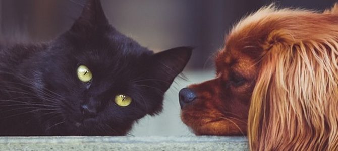 Abwechslung und Beschäftigung – DIY Hundespiele für drinnen, auch für Katzen