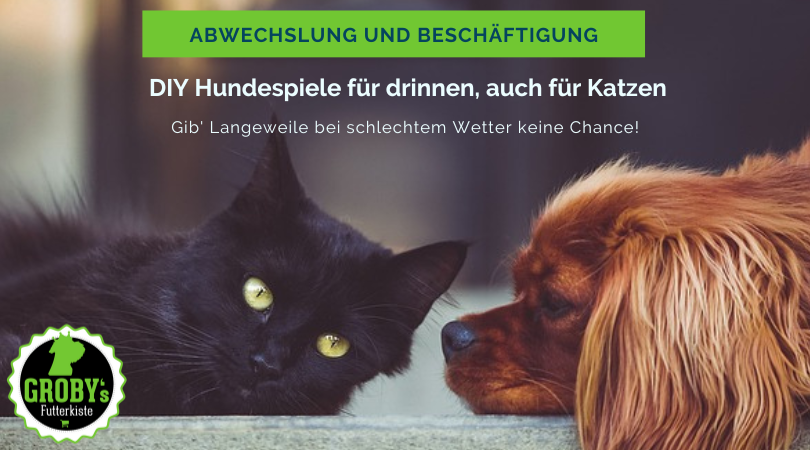 Abwechslung und Beschäftigung – DIY Hundespiele für drinnen, auch für Katzen