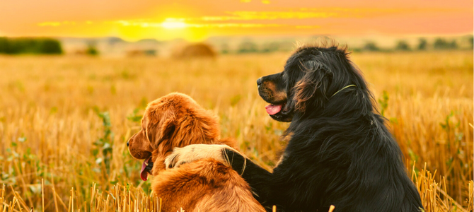 Bewusste Auszeit mit Hund – Raus aus dem Alltagsstress