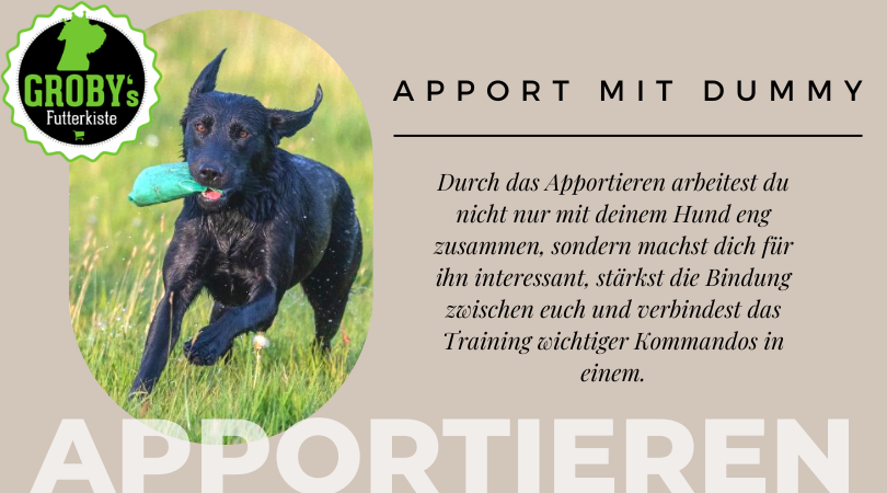 Futterdummy – Start ins Apportiertraining mit deinem Hund