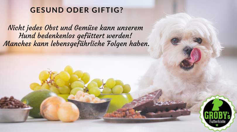 Obst und Gemüse – Was darf mein Hund fressen, was ist giftig?