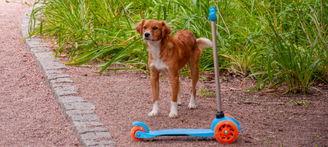 Zughundesport Dogscooting – Unterwegs mit dem Dogscooter