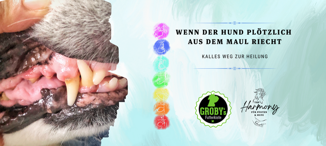 Wenn der Hund plötzlich aus dem Maul riecht – Kalles Weg zur Heilung