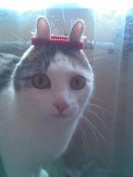 Cat-with-elastic-hair-band-on-ears.jpeg Cat-with-elastic-hair-band-on-ears.jpeg